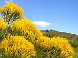 Rabbitbrush