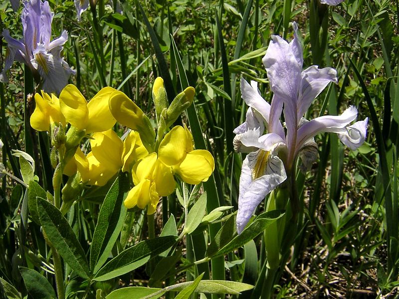 http://www.paulwcarlson.com/LoryFourSeasons/Spring/GoldenBannerAndWildIris.jpg