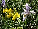 Golden Banner and Wild Iris