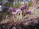 Pasqueflowers