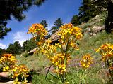 Wallflowers Beside Arthurs Rock Trail