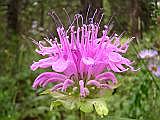 Beebalm