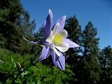 Blue Columbine