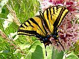 Two-tailed Swallowtail Butterfly