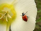 Ladybug On A Mariposa Lily