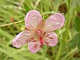 Wild Geranium After Rain