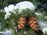 Douglas Fir Cones