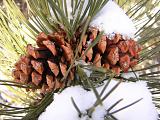 Ponderosa Pine Cones