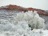 Snowy Trees And Hogback