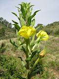 Evening Primrose