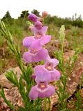 Penstemon