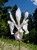 Wild Iris