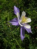 Blue Columbine