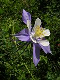 Blue Columbine