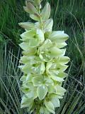 Yucca