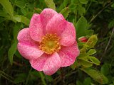 Wild Rose