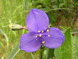 Spiderwort