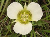 Mariposa Lily