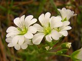 Mouse-eared Chickweed