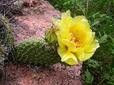 Prickly Pear Cactus