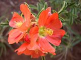 Orange Globe Mallow