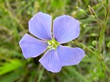 Blue Flax