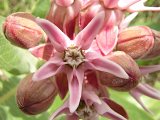 Showy Milkweed