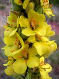 Woolly Mullein