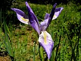 Wild Iris