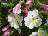 Primroses