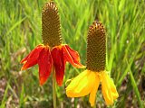 Coneflowers