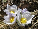 Pasqueflowers