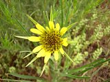 Yellow Salsify