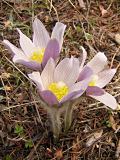 Pasqueflowers