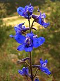 Larkspur