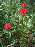 Scarlet Paintbrush