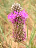 Pink Prairie Clover