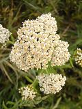 Yarrow