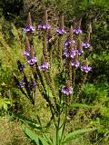 Blue Vervain