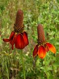 Mexican Hats